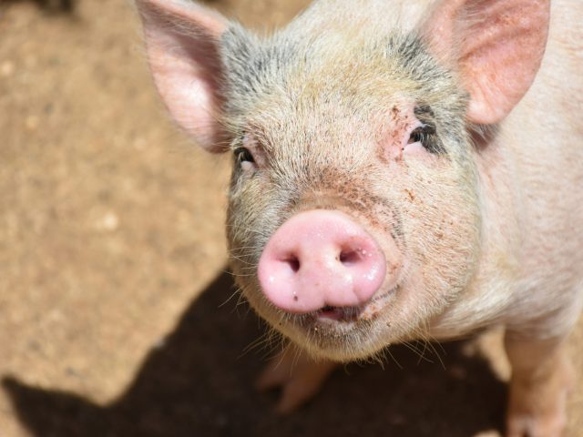 Ученые из НовГУ выявили диалектные слова, которыми новгородские крестьяне называли домашних питомцев и скот