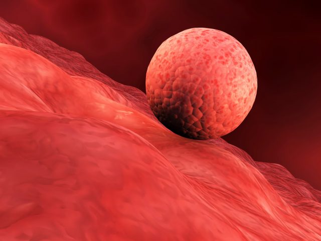 Ученые создали искусственную оболочку матки и поместили в нее эмбрионы