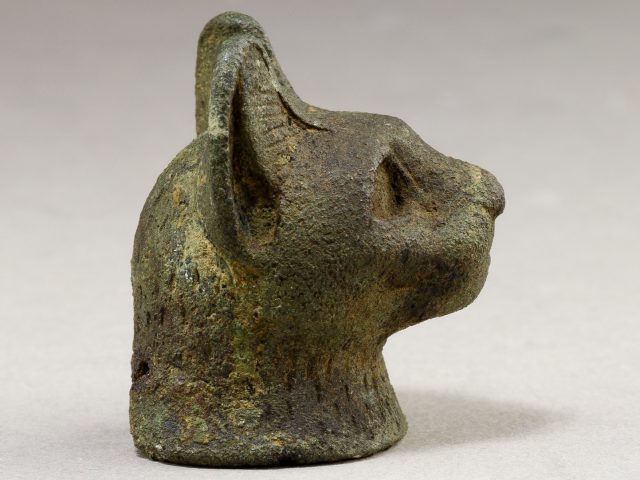 Откуда взялись котики: историю приручения и расселения кошек радикально пересмотрели