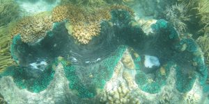 Симбиоз — двигатель прогресса: как появились эукариоты, предки всех многоклеточных