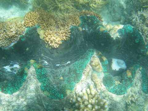 Симбиоз — двигатель прогресса: как появились эукариоты, предки всех многоклеточных