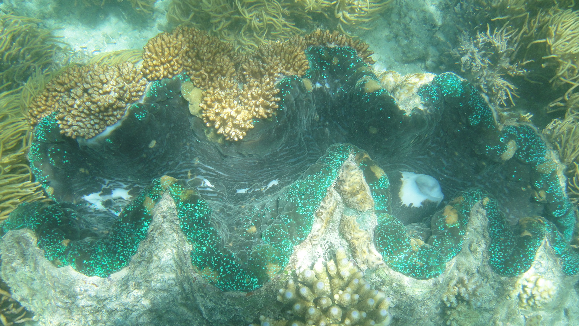 симбиоз, тридакна