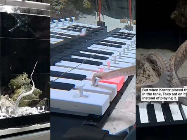 Музыкант из Швеции научил своего домашнего осьминога играть на пианино