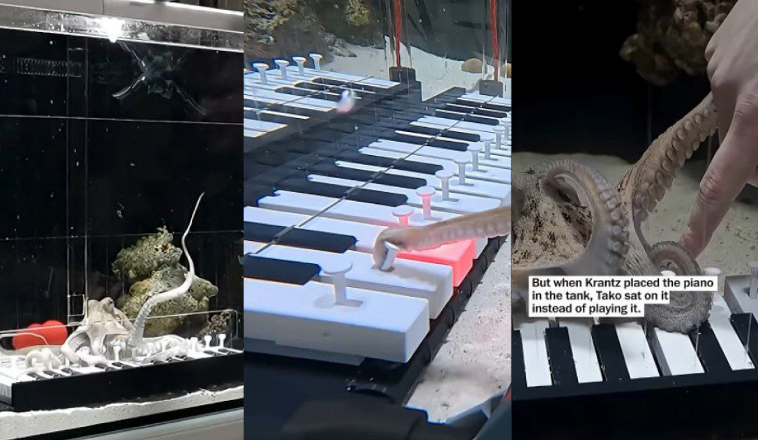 осьминог играет на пианино