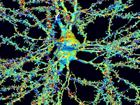 Гены и психиатрия: у разных психических расстройств нашли общие причины