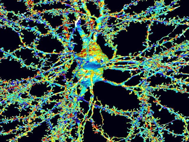 Гены и психиатрия: у разных психических расстройств нашли общие причины