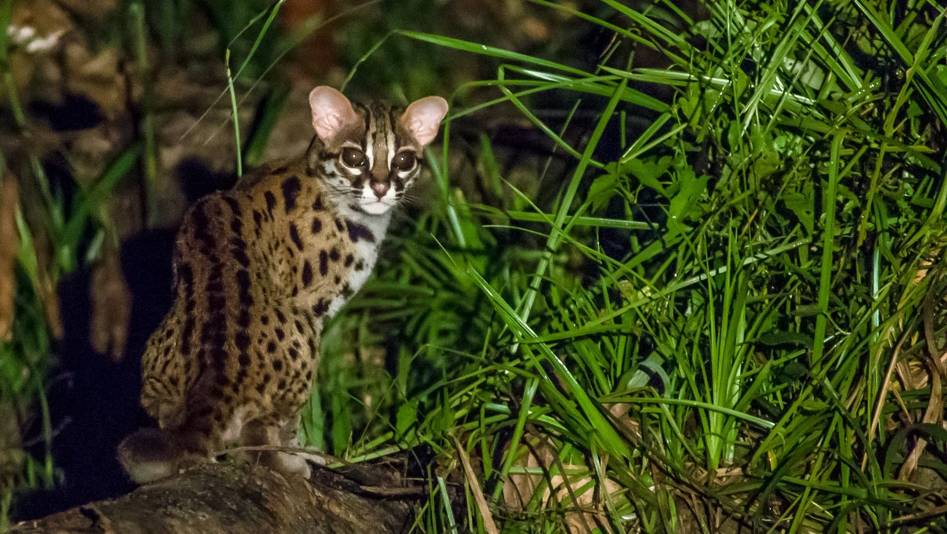 леопардовая кошка