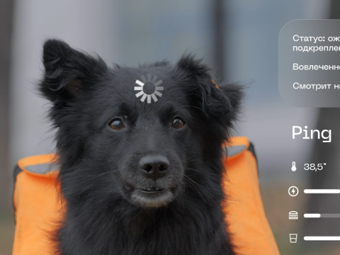 Художники из Екатеринбурга придумали Lai-Fi — бесплатный уличный интернет, раздаваемый собаками