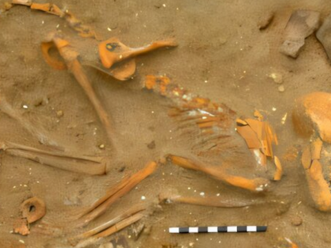 Ученые выяснили, что римские полководцы заводили обезьян в качестве домашних питомцев