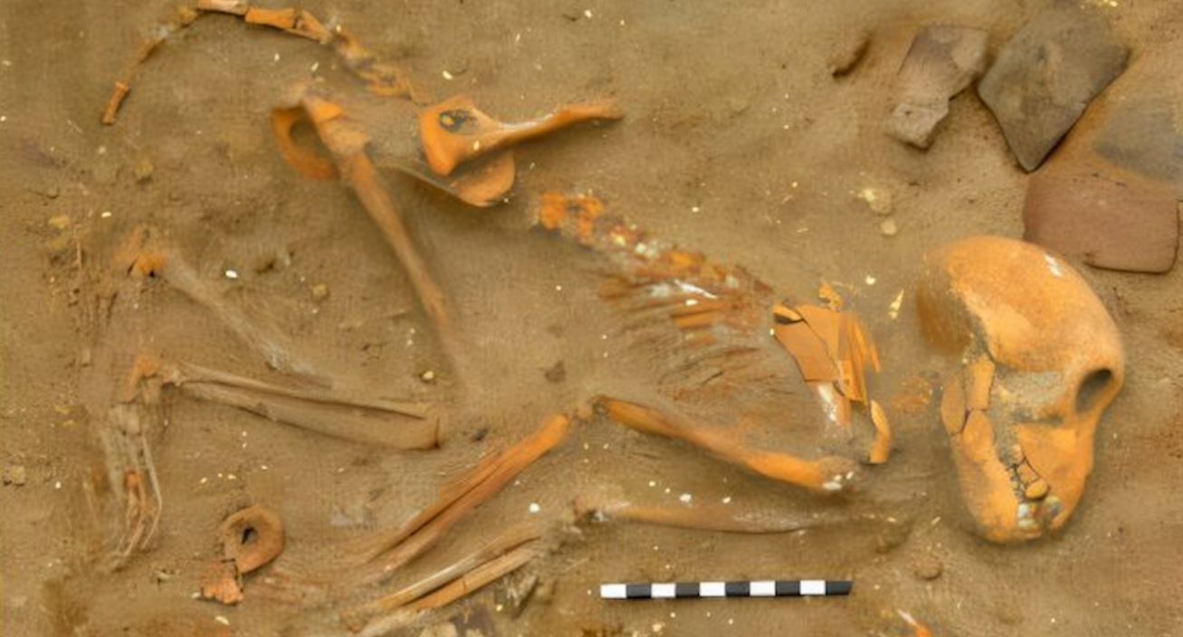 обезьяны - питомцы римских полководцев, экзотические домашние животные