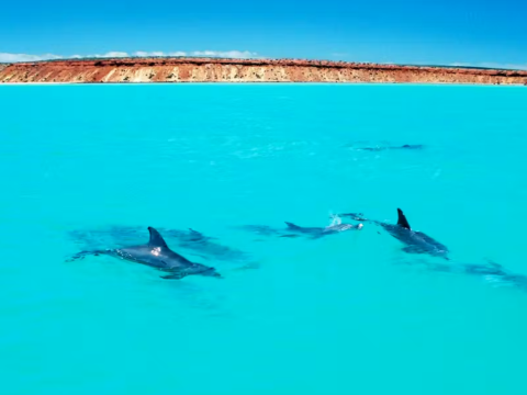 Исследование: самцы дельфинов, имеющие «близких друзей», стареют медленнее