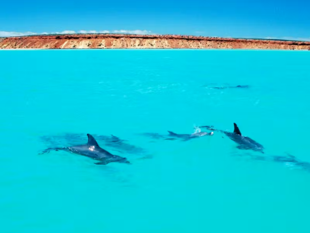 Исследование: самцы дельфинов, имеющие «близких друзей», стареют медленнее