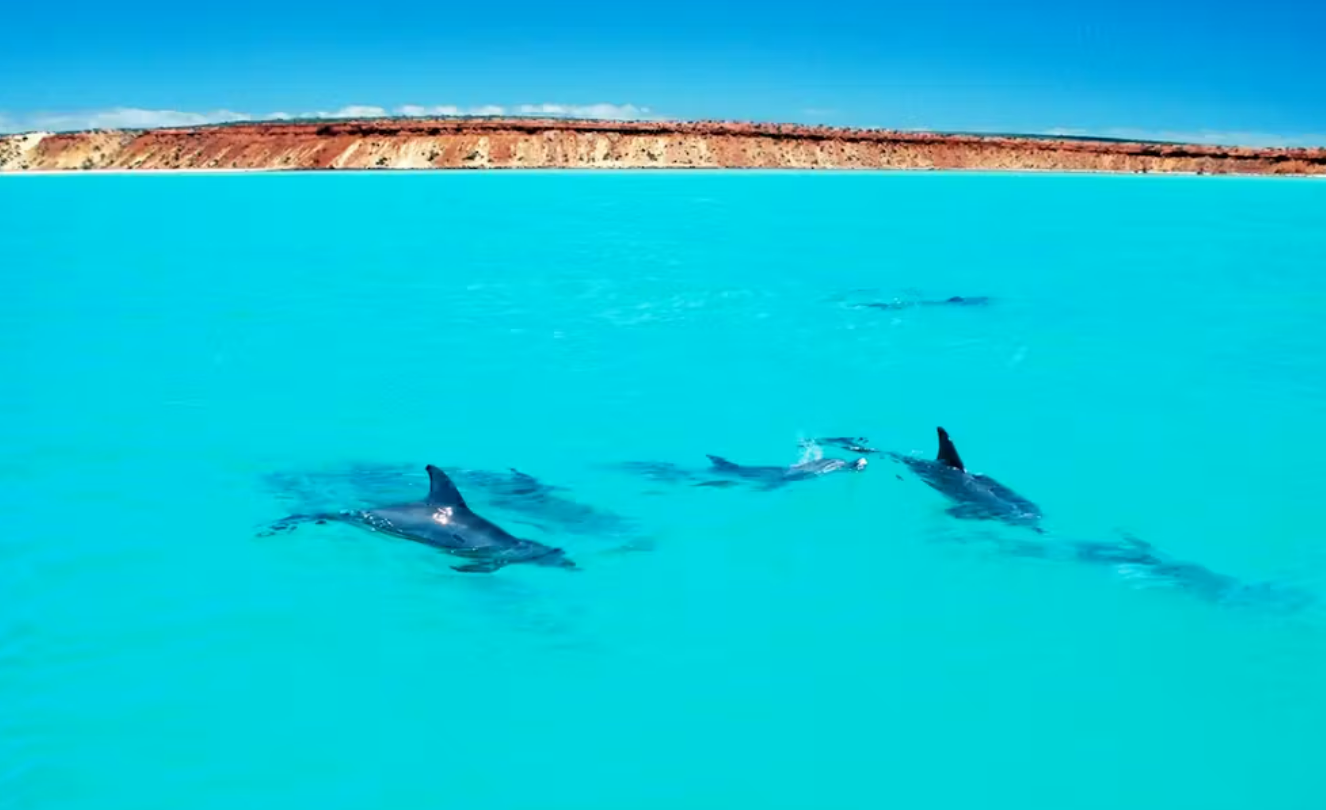 дружба среди дельфинов, дельфины умные животные