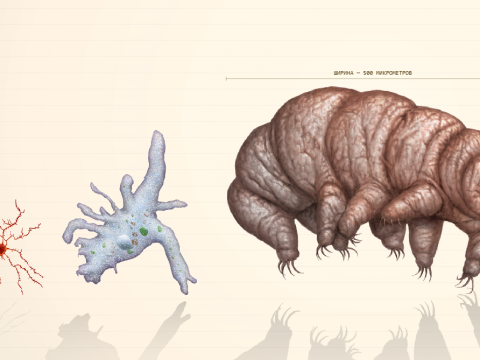 Находка дня: узнать, сколько тихоходок может поместиться в одной капибаре