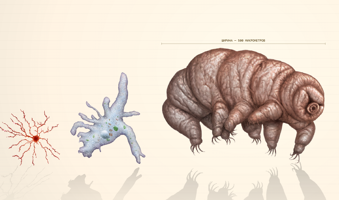 размеры тихоходок, ДНК и других организмов, познавательный сайт