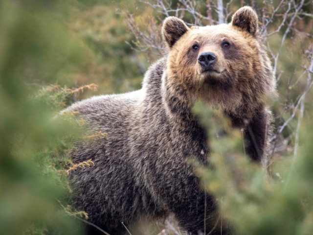 Исследование: из-за тесных контактов с людьми итальянские медведи стали менее агрессивными