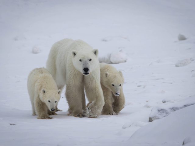 Исследование: белая медведица «усыновила» брошенного медвежонка