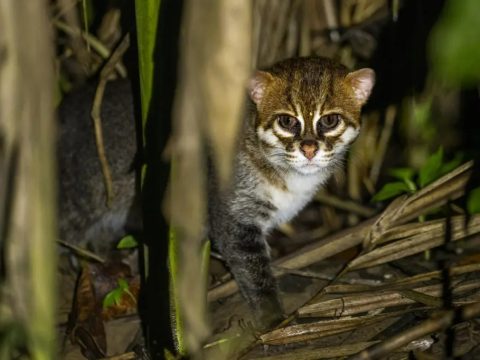 Фото дня: крохотные кошки — представительницы вида, который ученые считали вымершим