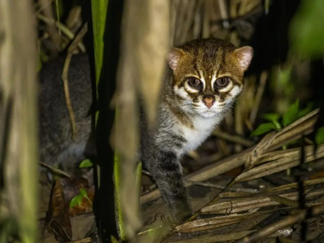 Фото дня: крохотные кошки — представительницы вида, который ученые считали вымершим