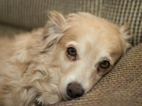 Российские ученые разработали умную систему для диагностики заболеваний у собак