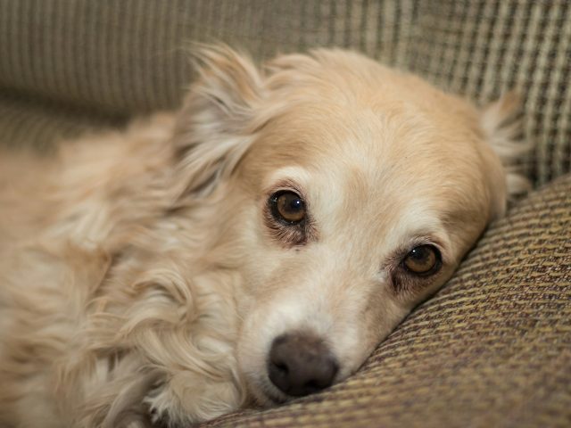 Российские ученые разработали умную систему для диагностики заболеваний у собак