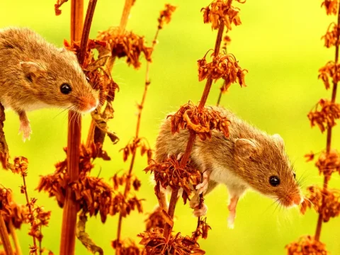 Исследование: лабораторные мыши, пожившие на свободе, стали менее тревожными