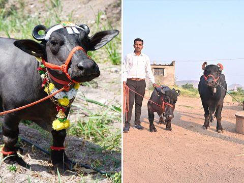 Водяную буйволицу из Индии признали самой крошечной представительницей вида