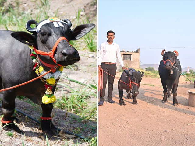 Водяную буйволицу из Индии признали самой крошечной представительницей вида