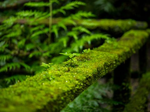 Ученые предложили использовать мох для поиска преступников