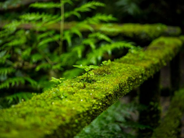 Ученые предложили использовать мох для поиска преступников