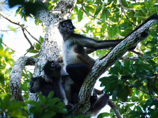 Ученые выяснили, как обезьяны обмениваются «инсайдерской информацией» о добыче пищи