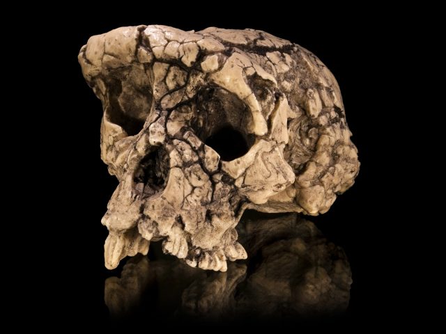 Исследование: предположительно, первый из древних прямоходящих приматов