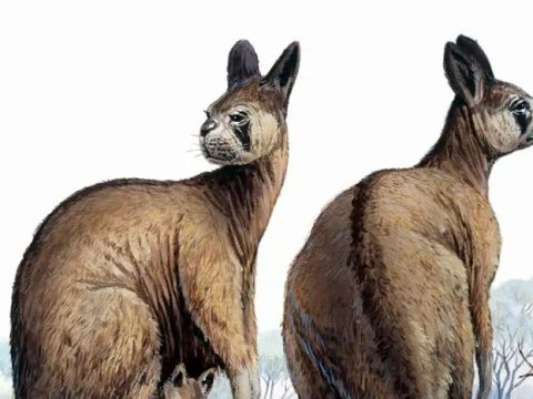 Ученые доказали, что вымершие кенгуру-гиганты могли прыгать