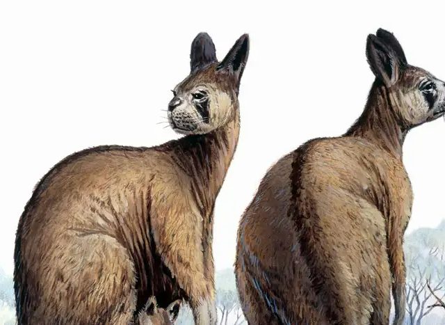 Ученые доказали, что вымершие кенгуру-гиганты могли прыгать