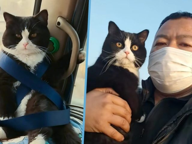 Котенок Цзяоцзы из Китая прославился в сети благодаря привычке сидеть как кондуктор