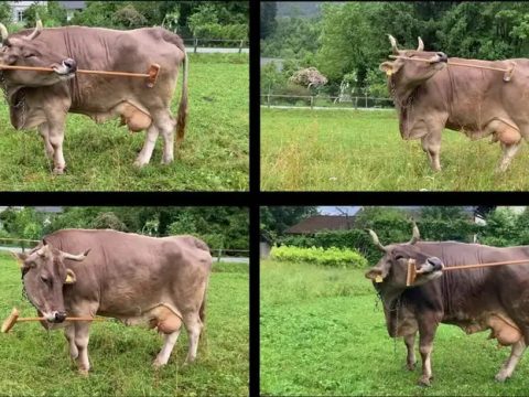 Корова Вероника из Австрии доказала, что животные ее вида могут использовать инструменты «с умом»