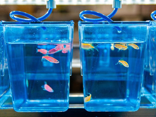 Российские ученые испытали новое противотревожное вещество на рыбах и мышах