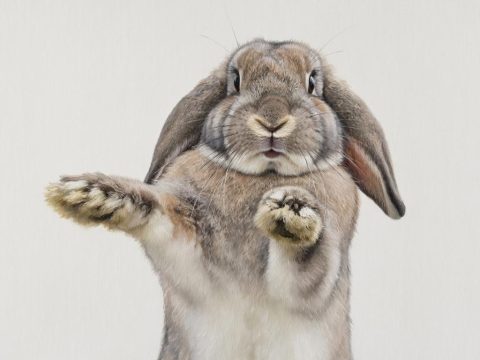 Крольчиха Дори из Англии спасла своего хозяина от диабетической комы