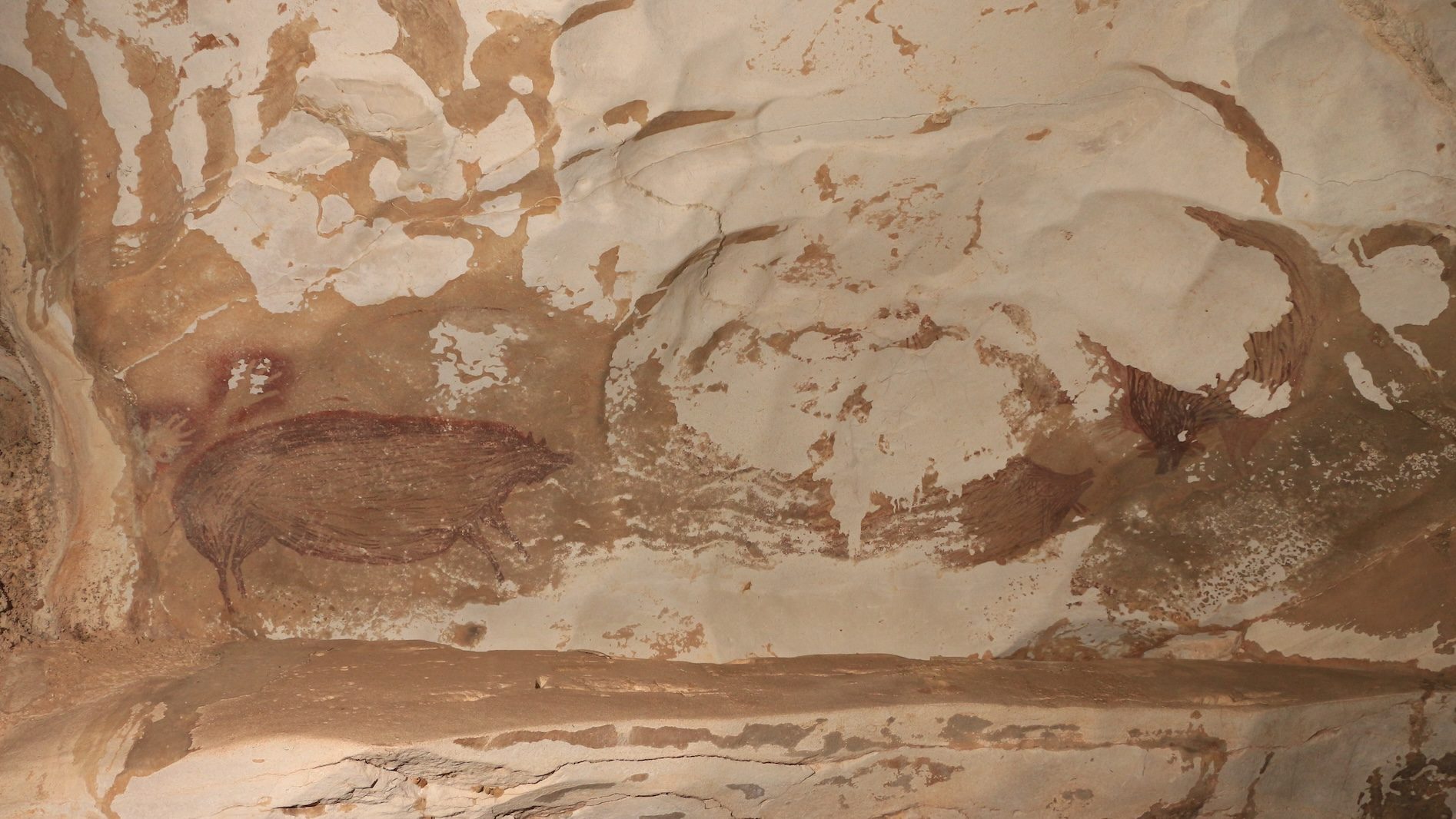 Пещерная свинка