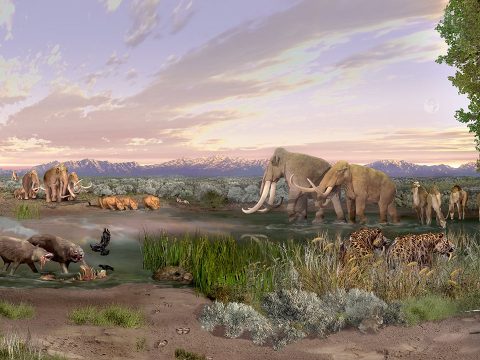 Мегафауна Сибири: почему вымерли гиганты?