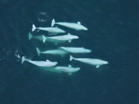 Ученые подробно описали необычную сексуальную жизнь белух