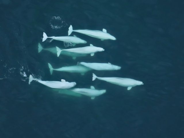 Ученые подробно описали необычную сексуальную жизнь белух