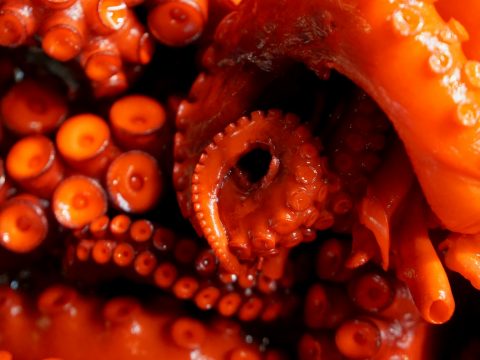 Ученые создали искусственную кожу, меняющую цвет и текстуру по запросу человека