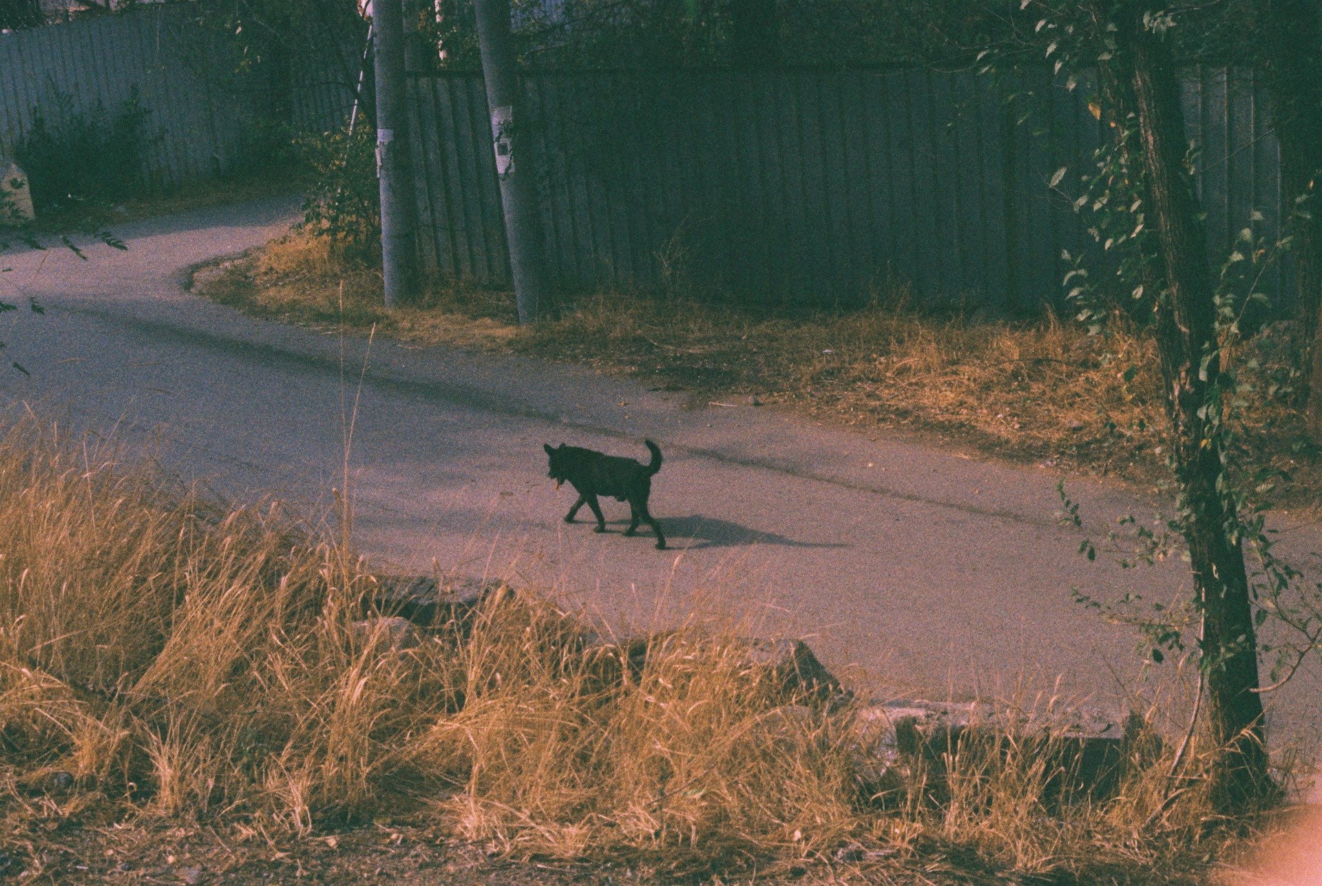 горе от смерти питомца, животные, собаки и кошки