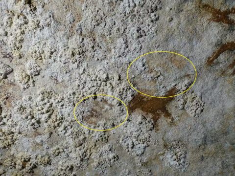 Ученые обнаружили древнейшие из наскальных рисунков — возрастом 67,8 тысячи лет