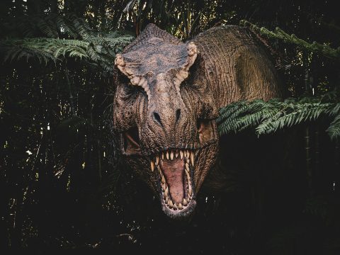 Ученые выяснили, что тираннозавр рекс достигал зрелости в возрасте 35–40 лет