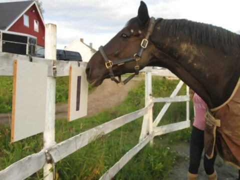 Норвежские и шведские студенты учат лошадей отстаивать свои личные границы