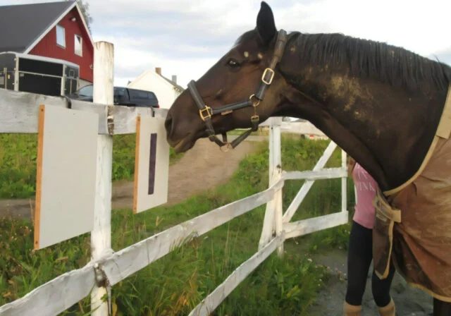 Норвежские и шведские студенты учат лошадей отстаивать свои личные границы