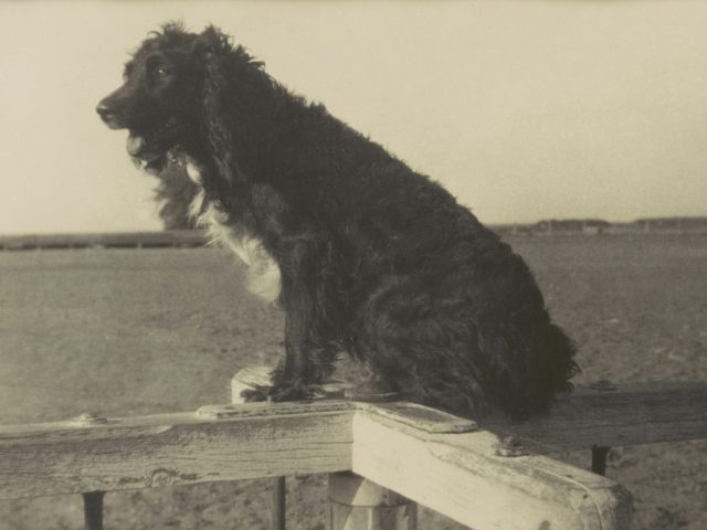 Исследование: горе после смерти питомца может быть таким же сильным, как боль от потери члена семьи