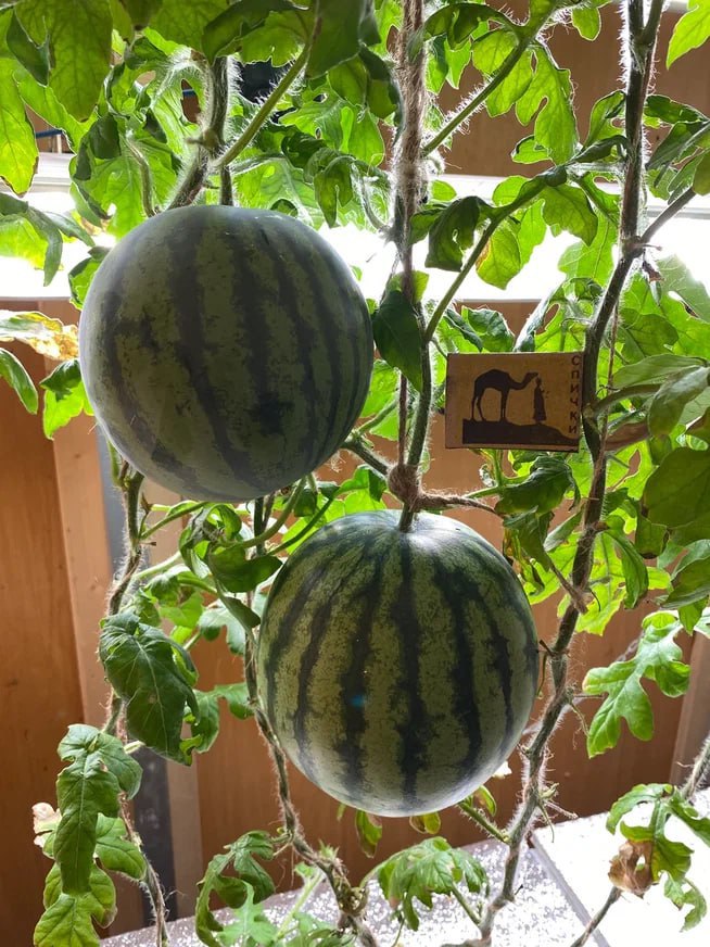 полярная станция Восток, жизнь полярников, Антарктида, Южный полюс